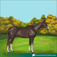 Horse Color:White Spotted Liver Chestnut Mushroom