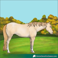 Horse Color:Buckskin Pearl 