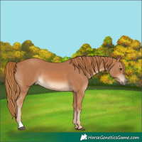 Horse Color:Chestnut 