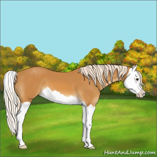 Horse Color:Palomino Splash
