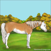Horse Color:Palomino Splash 