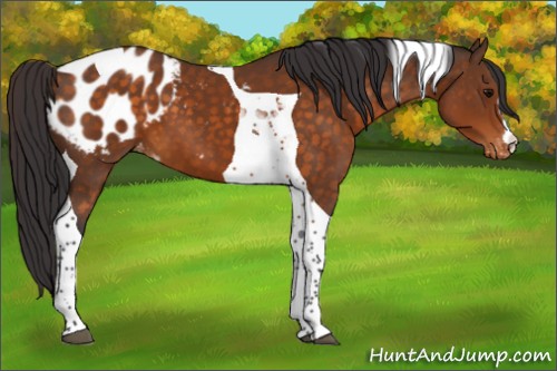 Horse Color:Buckskin Tobiano Appaloosa 