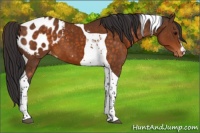 Horse Color:Buckskin Tobiano Appaloosa