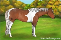 Horse Color:Silver Bay Tobiano Rabicano