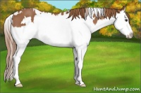 Horse Color:White Spotted Chestnut Splash 