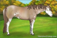 Horse Color:Black Pearl Sabino 
