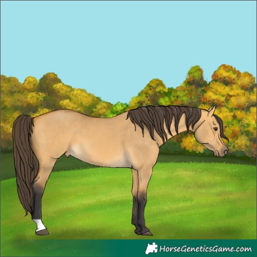 Horse Color:Buckskin Dun