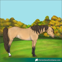 Horse Color:Buckskin Dun 