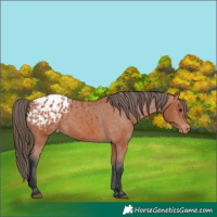 Horse Color:Bay Appaloosa
