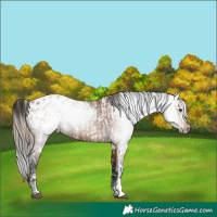 Horse Color:Red Dun Varnish  and Gray Bay Blanket 