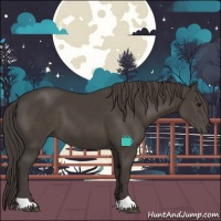 Horse Color:Smoky Black 