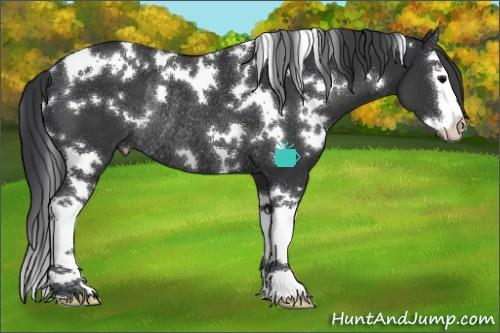 Horse Color:White Spotted Black Splash Rabicano 