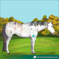 Horse Color:Nacre White Spotted Buckskin Onyx Sabino