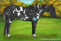 Horse Color:White Spotted Black Rabicano 