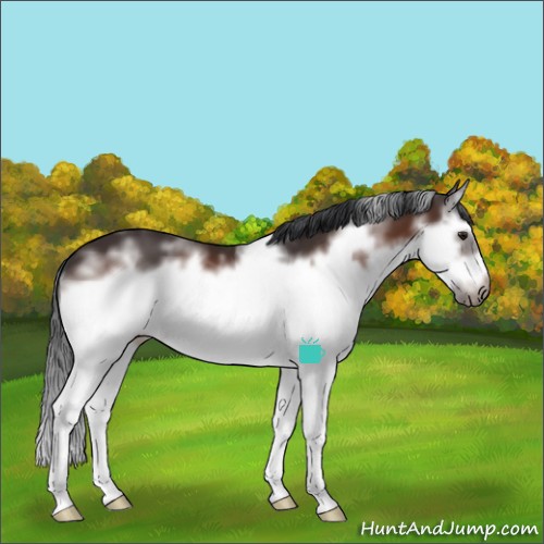 Horse Color:White Spotted Brown Sabino Splash Frame 