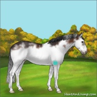 Horse Color:White Spotted Brown Sabino Splash Frame 