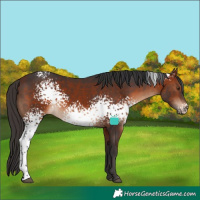 Horse Color:White Spotted Bay 