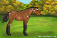 Horse Color:White Spotted Buckskin 
