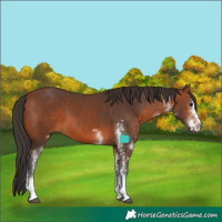 Horse Color:White Spotted Bay 
