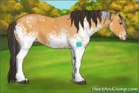 Horse Color:White Spotted Buckskin 