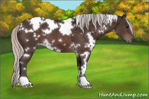 Horse Color:White Spotted Silver Brown 