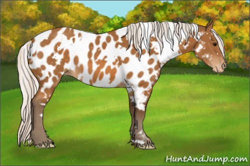Horse Color:White Spotted Silver Buckskin Appaloosa 