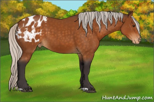 Horse Color:Silver Buckskin Appaloosa 