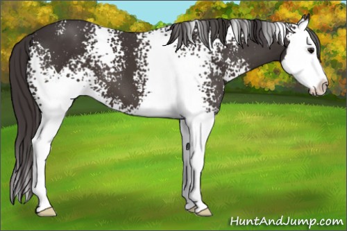 Horse Color:White Spotted Smoky Black Sabino Splash 