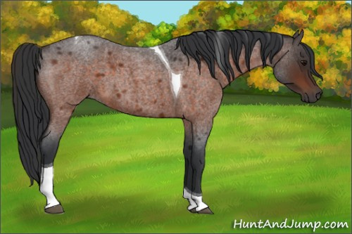 Horse Color:Bay Roan Tobiano 