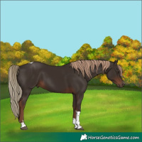 Horse Color:Liver Chestnut Tobiano 