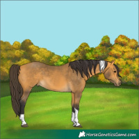 Horse Color:Buckskin Sabino Tobiano Rabicano