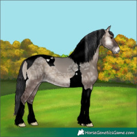 Horse Color:Grullo Ice Onyx Tobiano 
