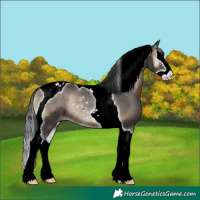 Horse Color:Blue Onyx Sabino Splash Tobiano Rabicano 