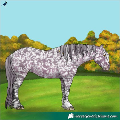Horse Color:Buckskin Dun Appaloosa 