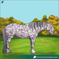 Horse Color:Buckskin Dun Appaloosa