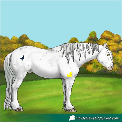 Horse Color:Liver Red Dun Sabino Appaloosa 
