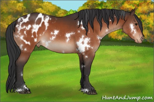 Horse Color:White Spotted Brown Appaloosa 