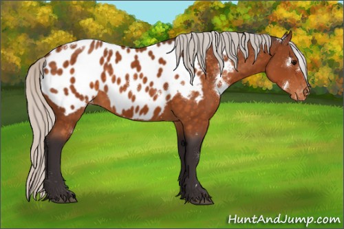 Horse Color:White Spotted Silver Buckskin Appaloosa 