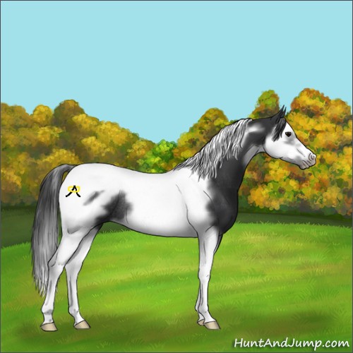 Horse Color:Black Splash Tobiano Frame Rabicano 