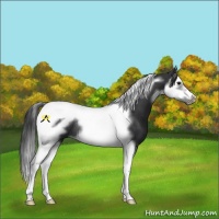 Horse Color:Black Splash Tobiano Frame Rabicano 