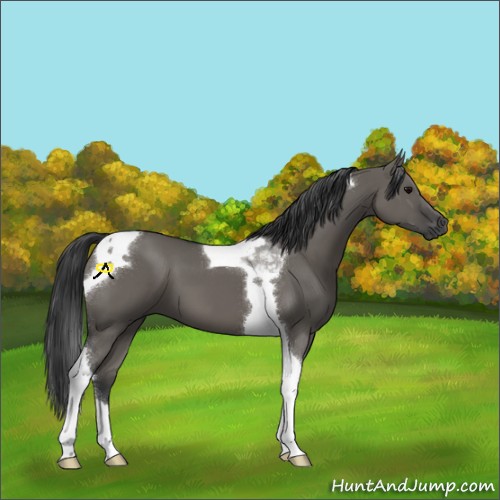 Horse Color:Grullo Tobiano 