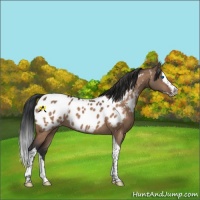 Horse Color:Bay Dun Splash Tobiano Near Leopard 