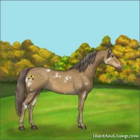 Horse Color:White Spotted Chocolate Palomino Dun 