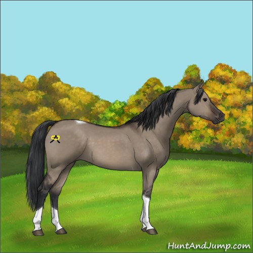 Horse Color:Brown Dun Tobiano 
