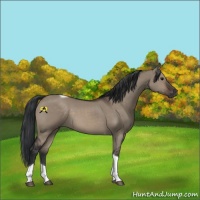Horse Color:Brown Dun Tobiano 