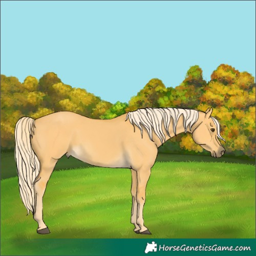 Horse Color:Palomino Dun 