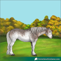 Horse Color:White Spotted Silver Brown Varnish Rabicano