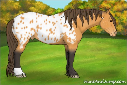 Horse Color:Buckskin Appaloosa 