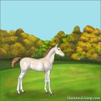 Horse Color:Red Dun Splash Tobiano 