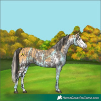 Horse Color:White Spotted Smoky Grullo Splash  and Thunderstruck Palomino Splash Tobiano 